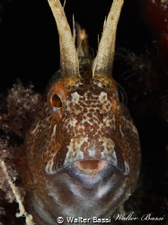 parablennius portrait by Walter Bassi 